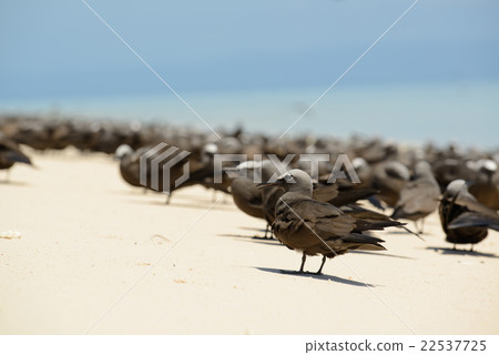 Australia Cairns koma comet 22537725