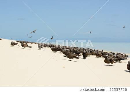 Australia Cairns koma comet 22537726