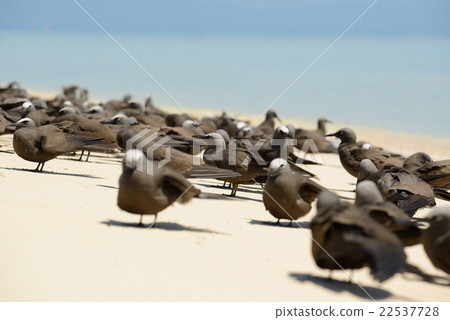 Australia Cairns koma comet 22537728