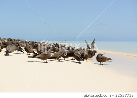 Australia Cairns Mikomasukayi 22537732