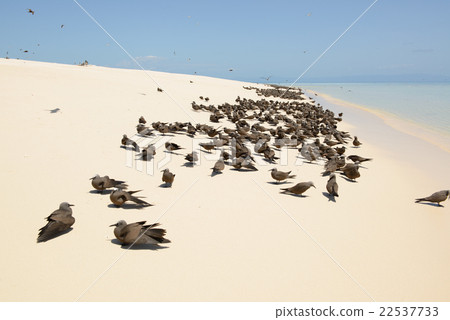 Australia Cairns Mikomasukayi 22537733