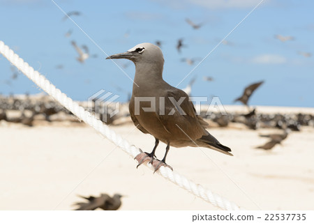 Australia Cairns Mikomasukayi 22537735