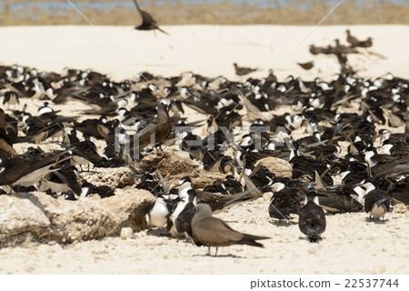 Australia Cairns Mikomasukayi 22537744