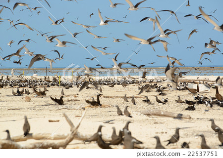 Australia Cairns Mikomasukayi 22537751