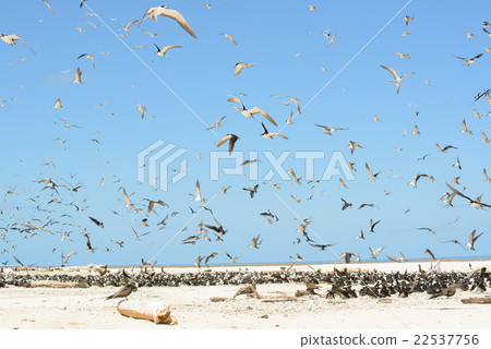 Australia Cairns Mikomasukayi 22537756