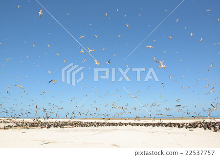 Australia Cairns Mikomasukayi 22537757