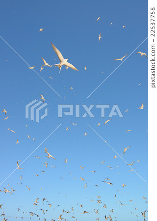 Australia Cairns Mikomasukayi 22537758