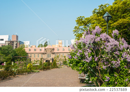札幌大通公園丁香 22537889