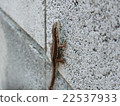 Block fence's Kana Chihiro 22537933