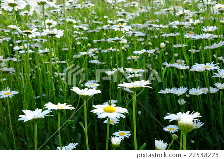 沙斯塔黛西 沙斯塔黛西 22538273