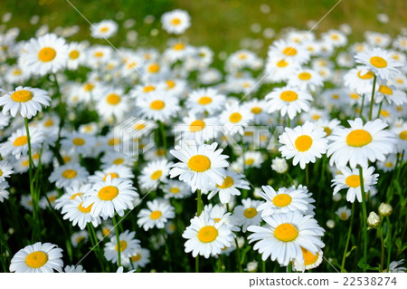 沙斯塔黛西 22538274