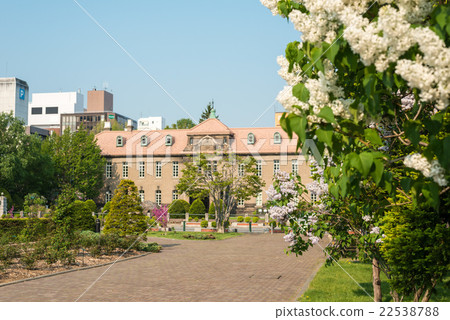 札幌大通公園丁香 22538788
