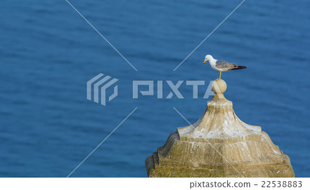 lonely seagull 22538883