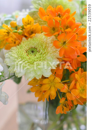 非洲菊的安排 22539059