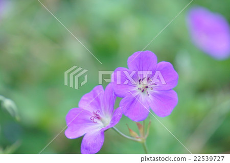 Geranium 22539727