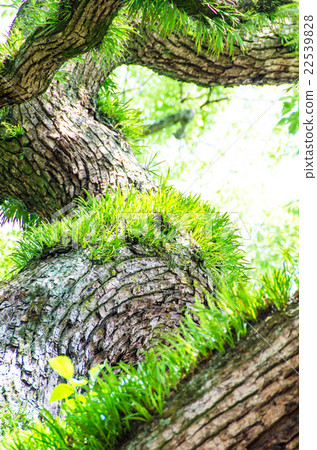 春天的烏鴉 22539828