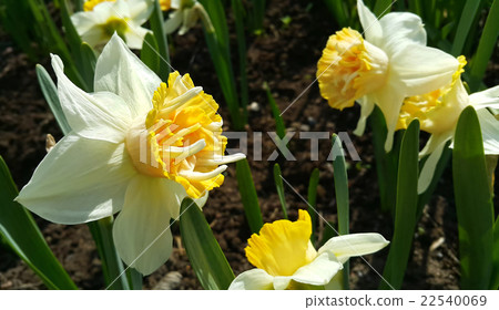 Closeup of beautiful Narcissus Closeup of beautiful Narcissus 22540069