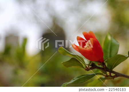 pomegranate pomegranate 22540183