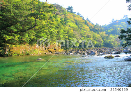 Yakushima A jersey shining along the trampolo road Clear current Awa River ③ 22540569
