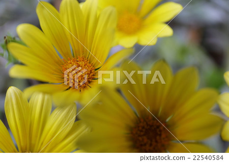 Ornaments Medal Chrysanthemum flowers 22540584