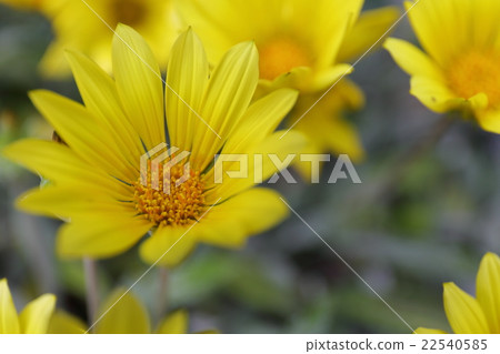 Ornaments Medal Chrysanthemum flowers 22540585