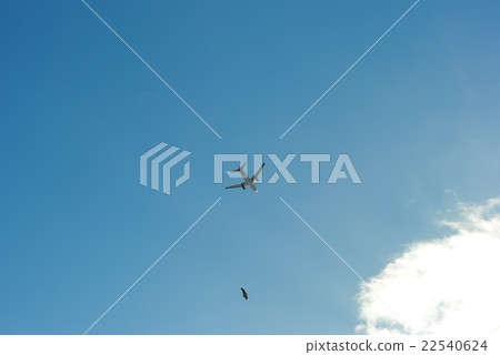 飛機和鳥類 22540624
