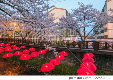 Jinhae sakura, South Korea 22540909