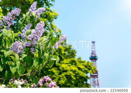 札幌大通公園 札幌大通公園 22540930