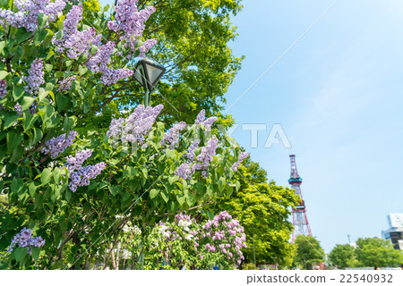 札幌大通公園 札幌大通公園 22540932