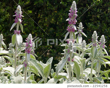 初夏Rumuzuya(日文名:Watahchoogi) 初夏Rumuzuya(日文名:Watahchoogi) 22541258