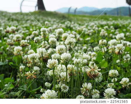 White clover 22541565