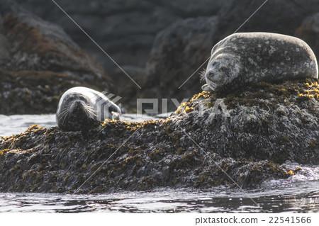 Zenigata seal 3 22541566