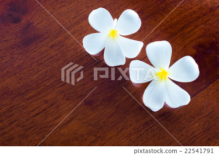 雞蛋花 22541791