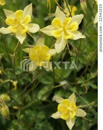 不尋常的西方oedamaki:Aquiregia·Chrisanza“黃色女王” 不尋常的西方oedamaki:Aquiregia·Chrisanza“黃色女王” 22541819