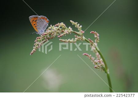 Benity and Swiva 22542377