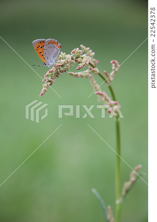 Benity和Swiva 22542378