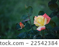 Cream rose 22542384
