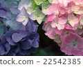 Pink and purple hydrangea 22542385