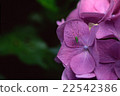 Insects in hydrangeas petals 22542386