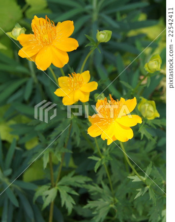 Brilliant Trollius (Camomuli Kimbai) Brilliant Trollius (Camomuli Kimbai) 22542411