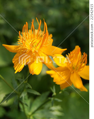 Brilliant Trollius (Camomuli Kimbai) Brilliant Trollius (Camomuli Kimbai) 22542415