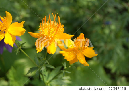 Brilliant Trollius (Camomuli Kimbai) Brilliant Trollius (Camomuli Kimbai) 22542416