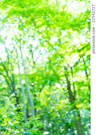 新綠色圖像合成的背景材料綠色背景植物春天初夏雪離開天綠色和拷貝空間 22542727