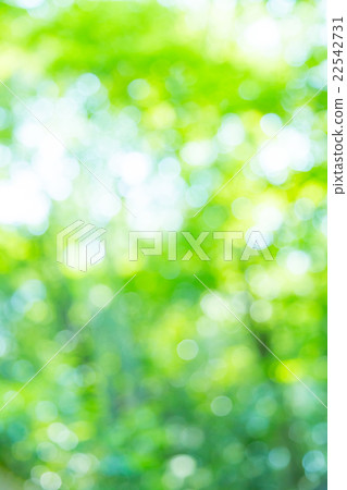 Background material for fresh green image synthesis Green background Plants spring early summer Snow leaves day green and copy space 22542731
