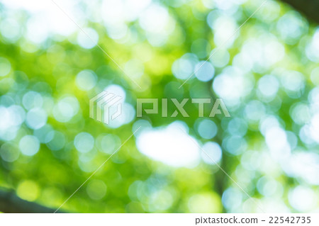 Background material for fresh green image synthesis Green background Plants spring early summer Snow leaves day green and copy space 22542735