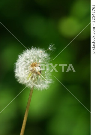 Dandelion white fluffy green background Dandelion white fluffy green background 22542762