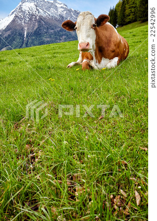 Cows on alpine meadow, in the background mountains 22542996