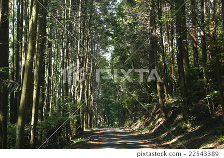 森林裡的路 22543389