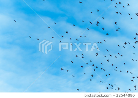 large flock of birds is flying large flock of birds is flying 22544090
