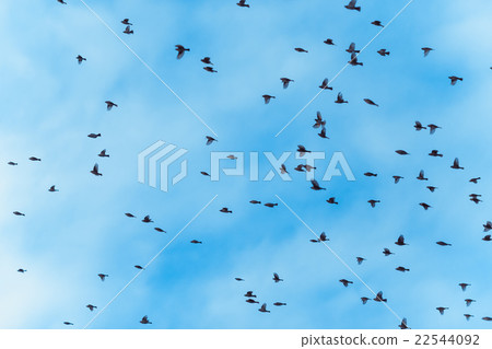 large flock of birds is flying 22544092